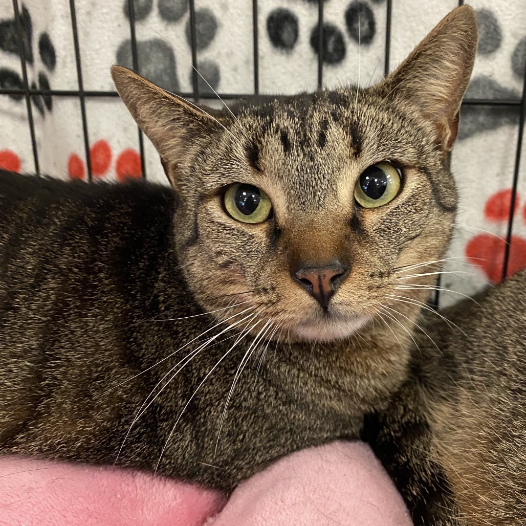 Jingle, an adoptable Domestic Short Hair in Leander, TX, 78641 | Photo Image 1
