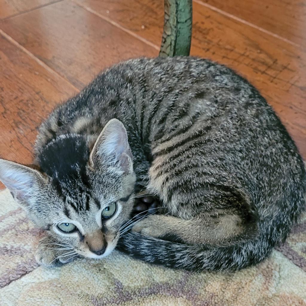 Jingle, an adoptable Domestic Short Hair in Leander, TX, 78641 | Photo Image 3