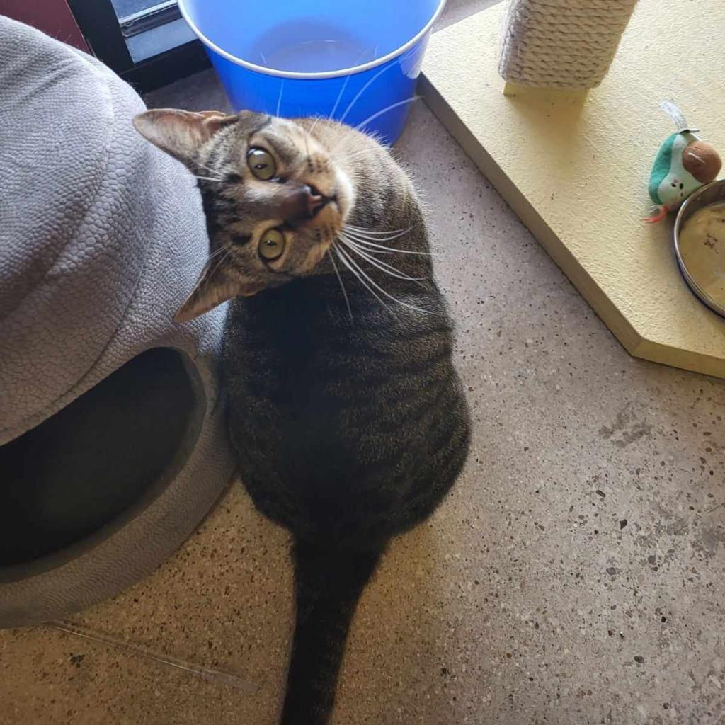 Jingle, an adoptable Domestic Short Hair in Leander, TX, 78641 | Photo Image 3