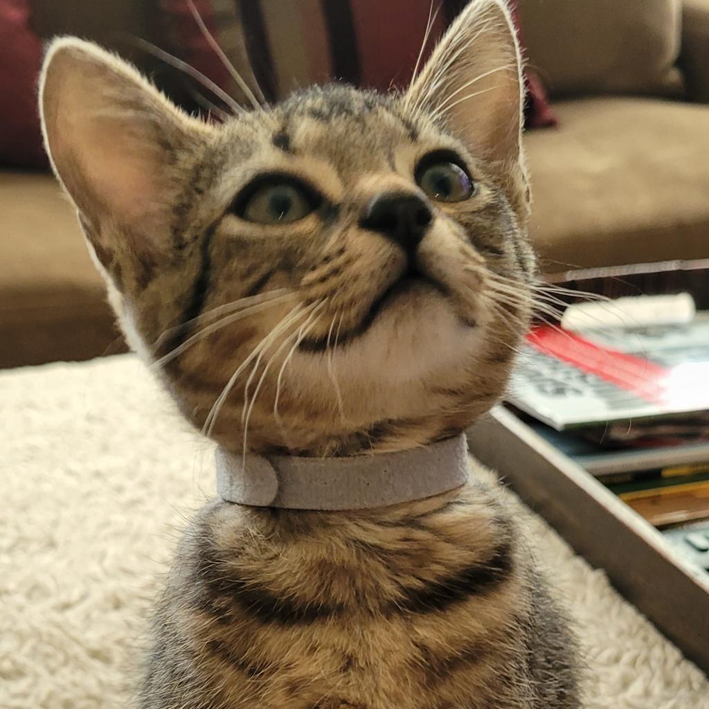 Jingle, an adoptable Domestic Short Hair in Leander, TX, 78641 | Photo Image 5