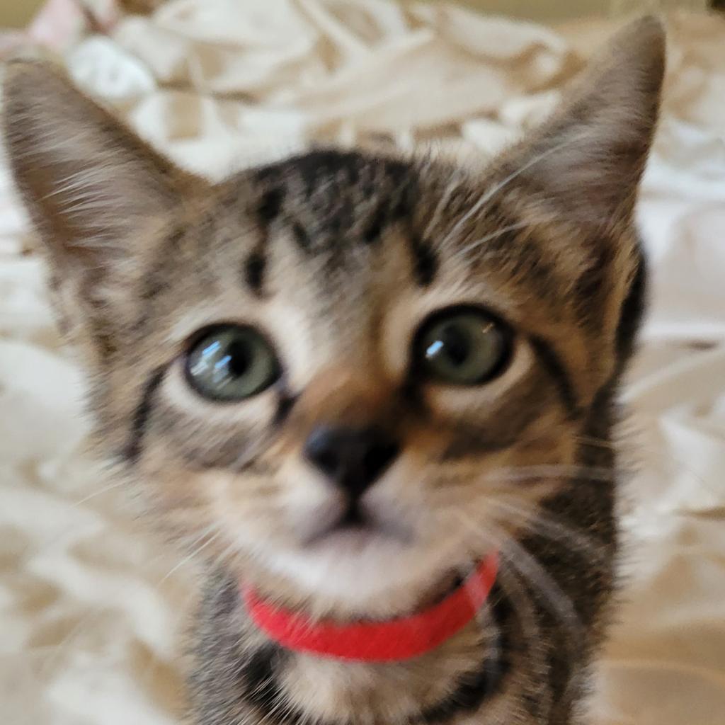 Jingle, an adoptable Domestic Short Hair in Leander, TX, 78641 | Photo Image 6