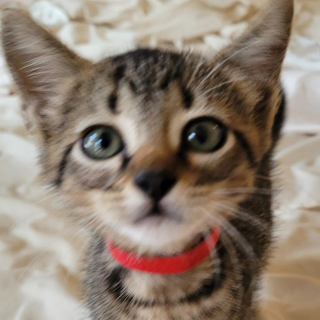 Jingle, an adoptable Domestic Short Hair in Leander, TX, 78641 | Photo Image 6