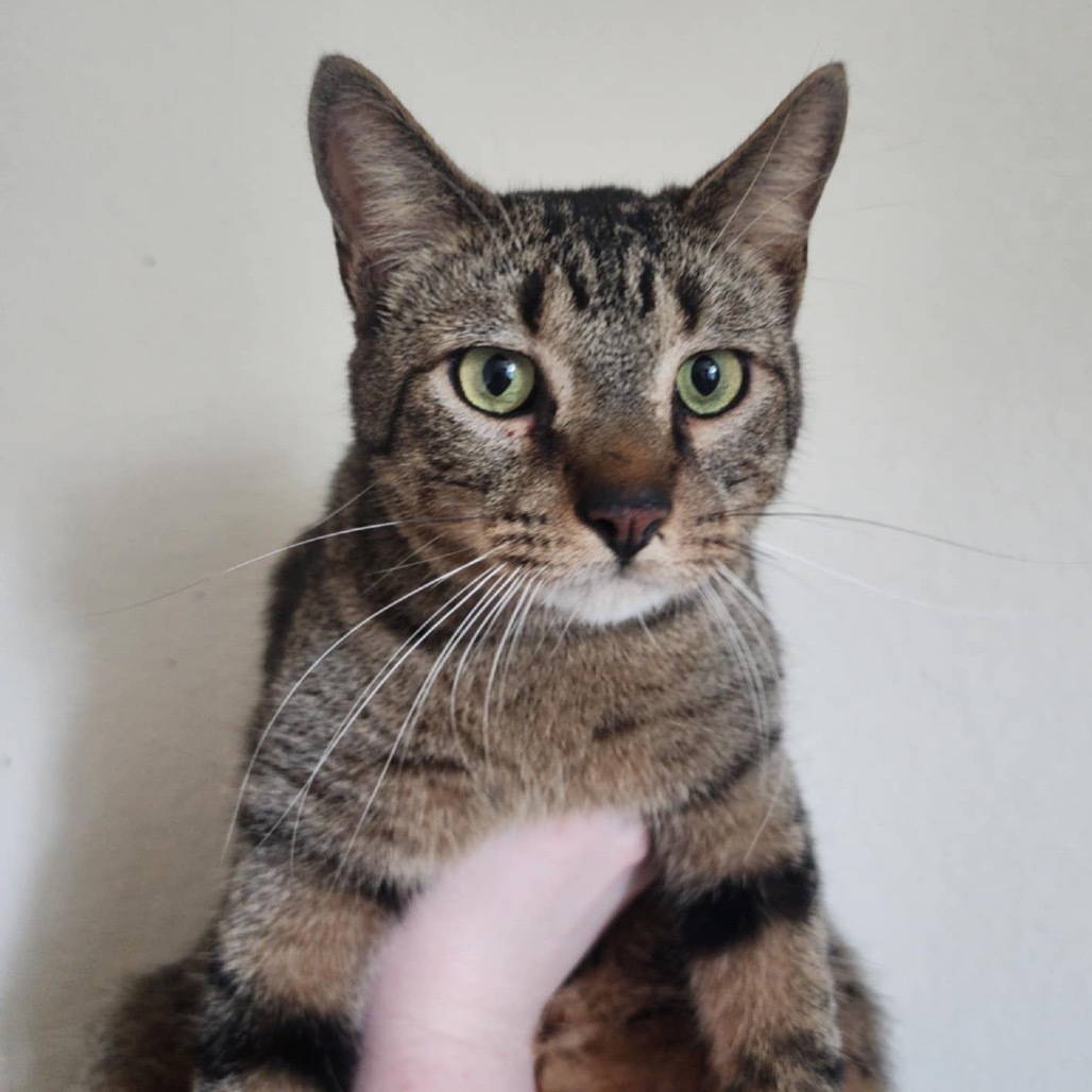 Tinker, an adoptable Domestic Short Hair in Leander, TX, 78641 | Photo Image 1