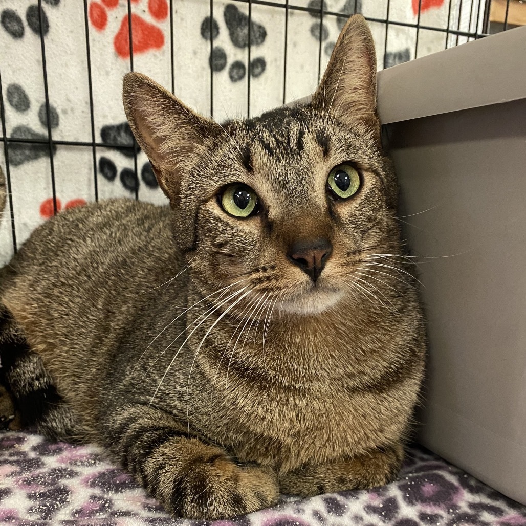 Tinker, an adoptable Domestic Short Hair in Leander, TX, 78641 | Photo Image 1