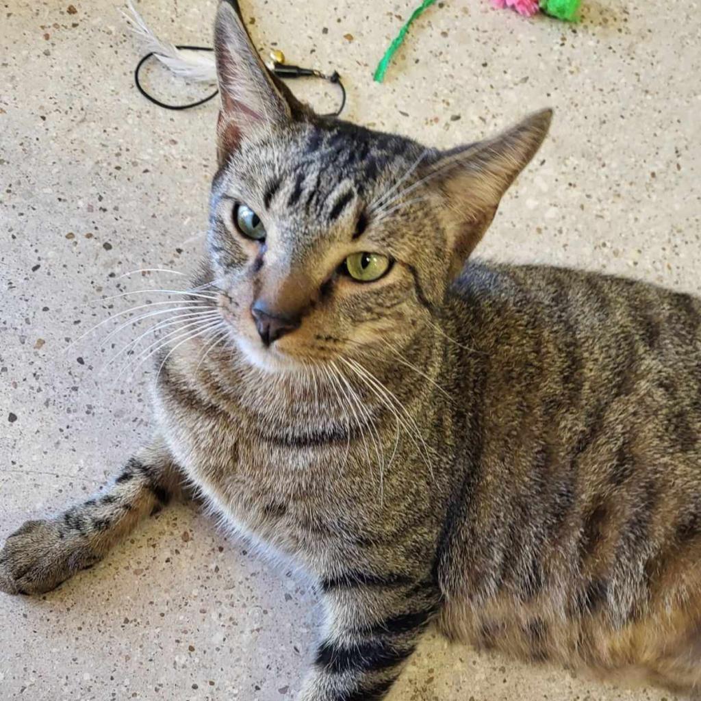 Tinker, an adoptable Domestic Short Hair in Leander, TX, 78641 | Photo Image 2