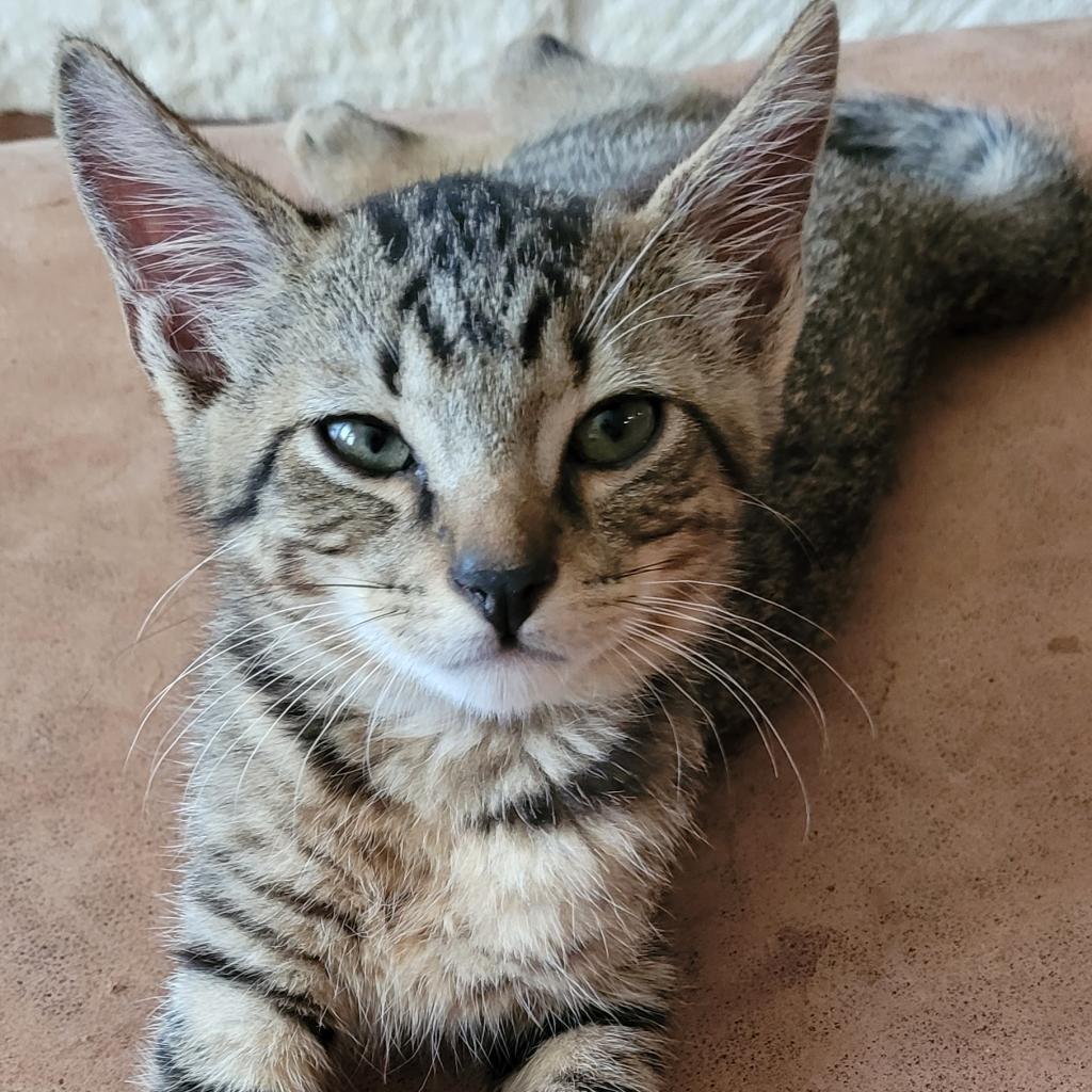 Tinker, an adoptable Domestic Short Hair in Leander, TX, 78641 | Photo Image 3