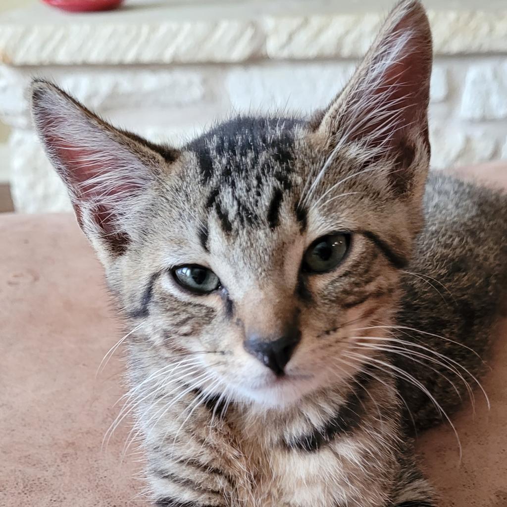 Tinker, an adoptable Domestic Short Hair in Leander, TX, 78641 | Photo Image 3
