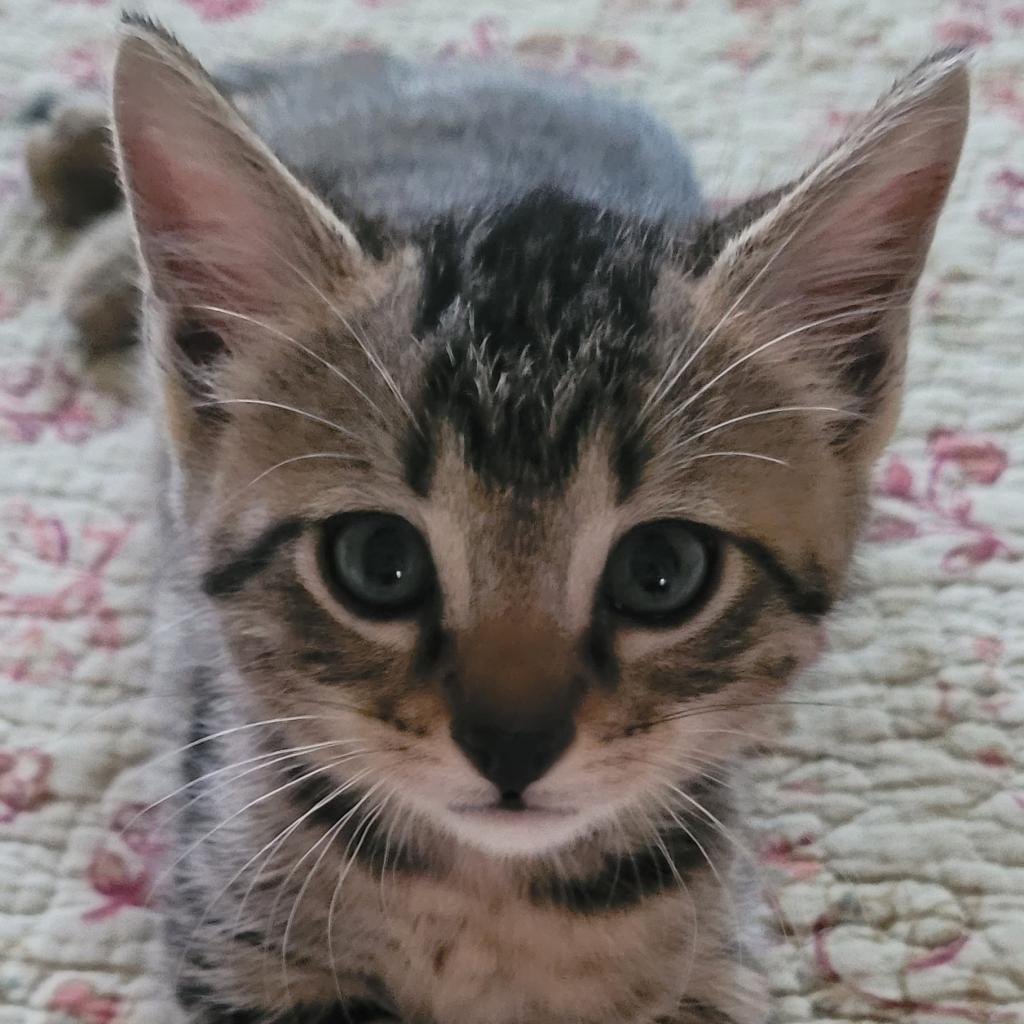 Tinker, an adoptable Domestic Short Hair in Leander, TX, 78641 | Photo Image 4