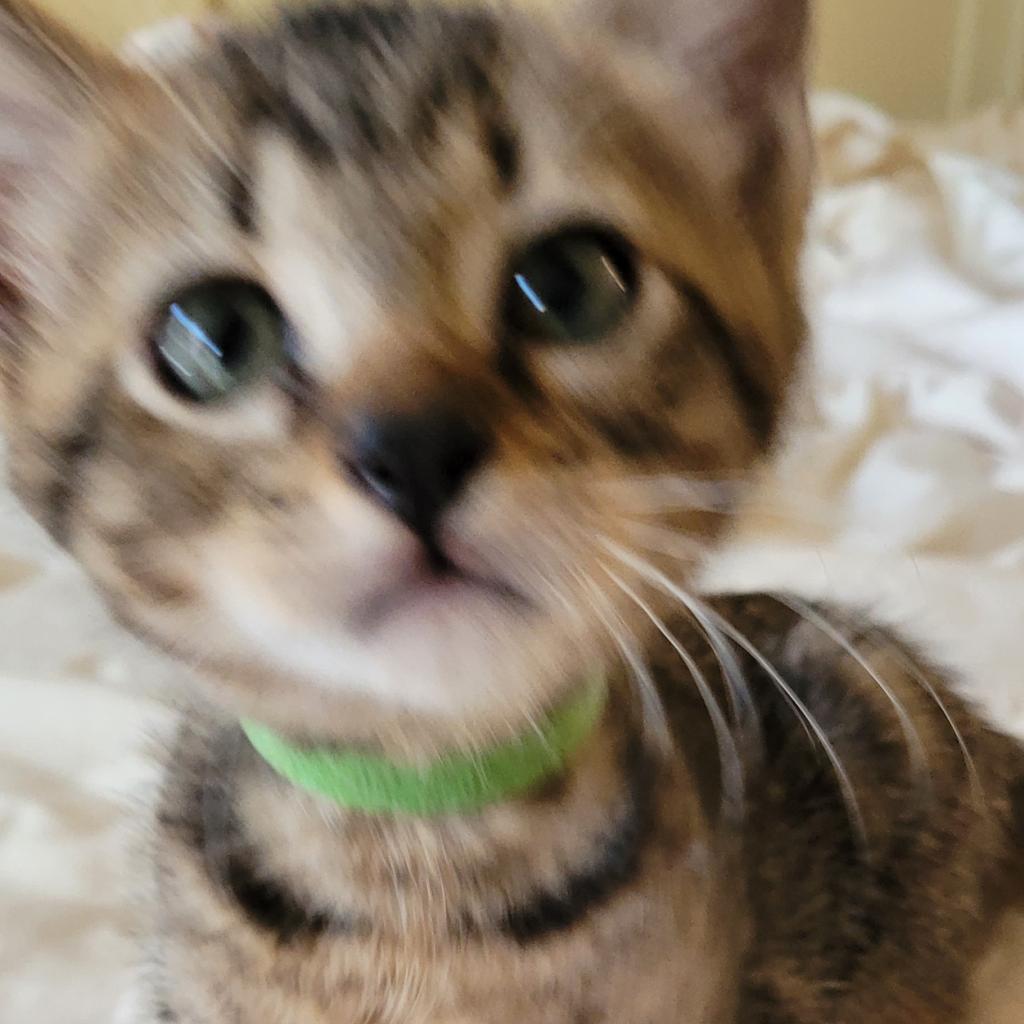 Tinker, an adoptable Domestic Short Hair in Leander, TX, 78641 | Photo Image 5