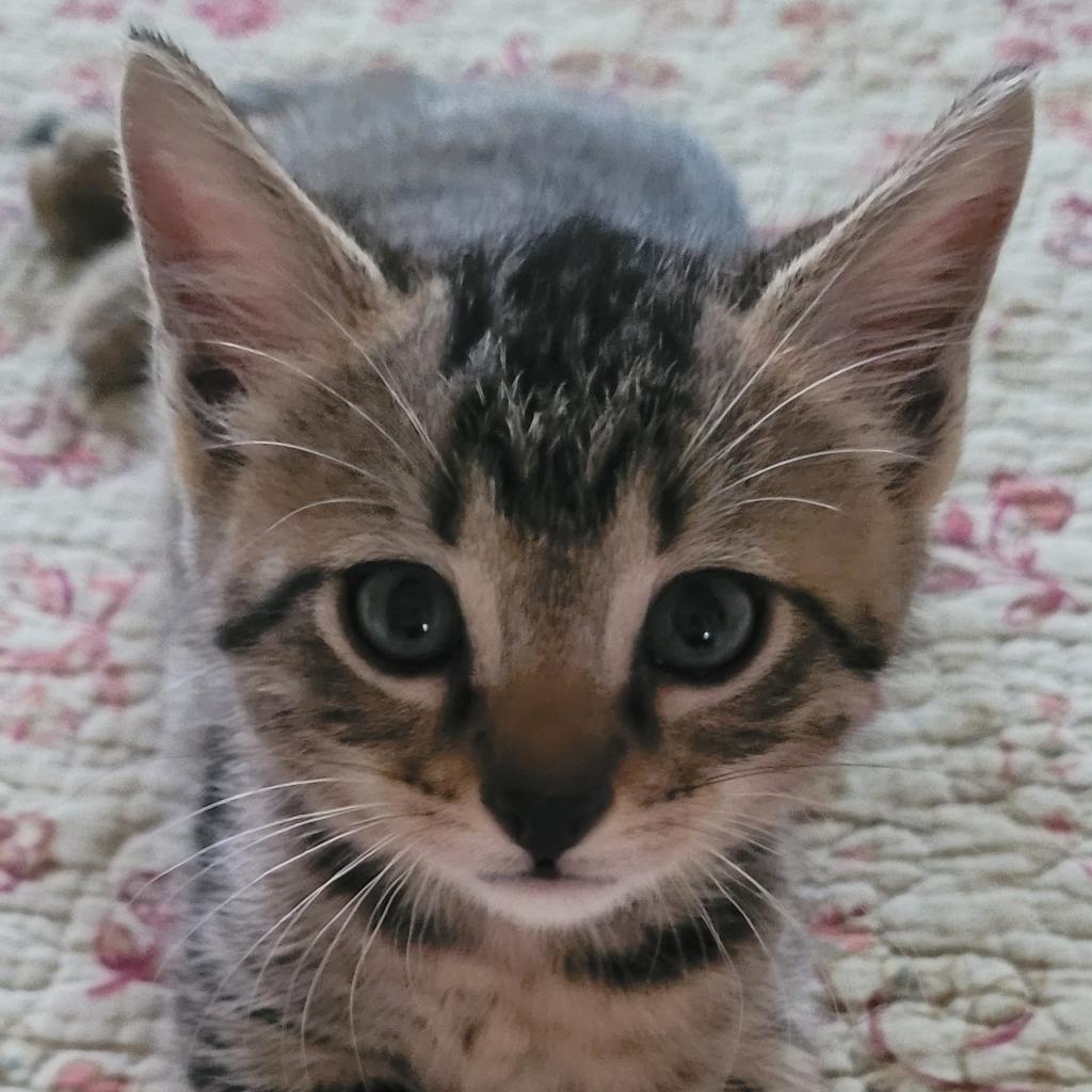 Tinker, an adoptable Domestic Short Hair in Leander, TX, 78641 | Photo Image 6