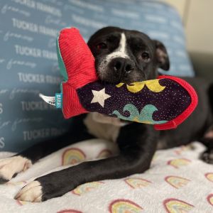 Bluie Stewie, Adult Male Pit Bull Terrier