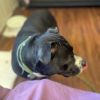 Bluie Stewie photo 4