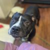 Bluie Stewie photo 5