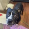 Bluie Stewie photo 6