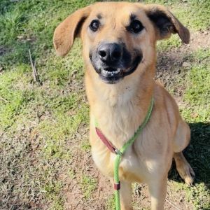 Autumn, Adult Female Mixed Breed