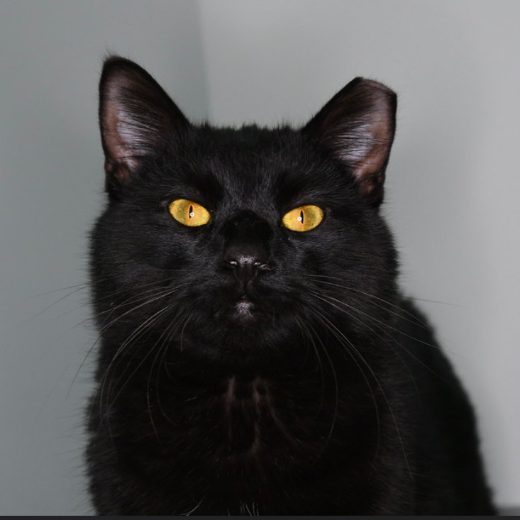 Blackie