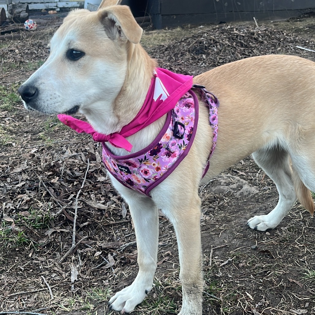 Alaska, an adoptable Yellow Labrador Retriever, Australian Cattle Dog / Blue Heeler in North Battleford, SK, S9A 2M7 | Photo Image 1