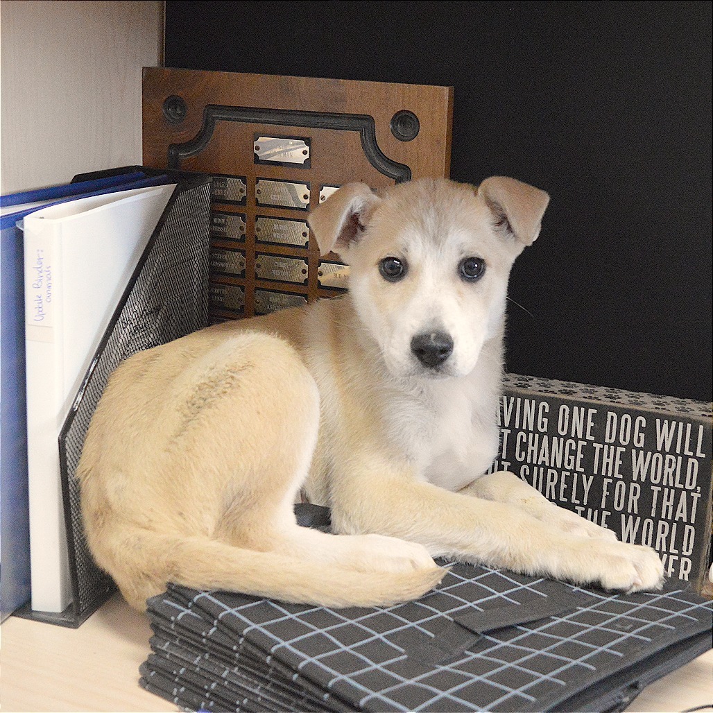 Alaska, an adoptable Yellow Labrador Retriever, Australian Cattle Dog / Blue Heeler in North Battleford, SK, S9A 2M7 | Photo Image 2