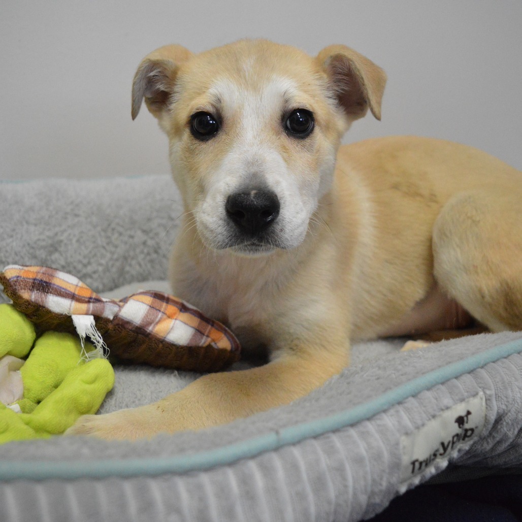 Alaska, an adoptable Yellow Labrador Retriever, Australian Cattle Dog / Blue Heeler in North Battleford, SK, S9A 2M7 | Photo Image 4