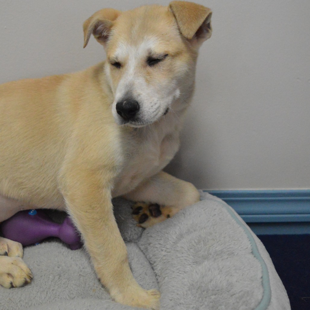 Alaska, an adoptable Yellow Labrador Retriever, Australian Cattle Dog / Blue Heeler in North Battleford, SK, S9A 2M7 | Photo Image 5