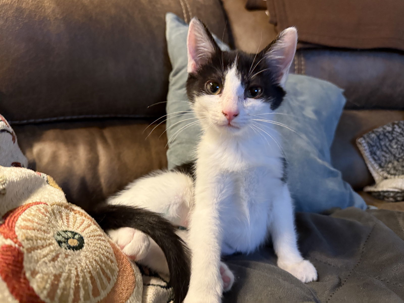 Purrducken
