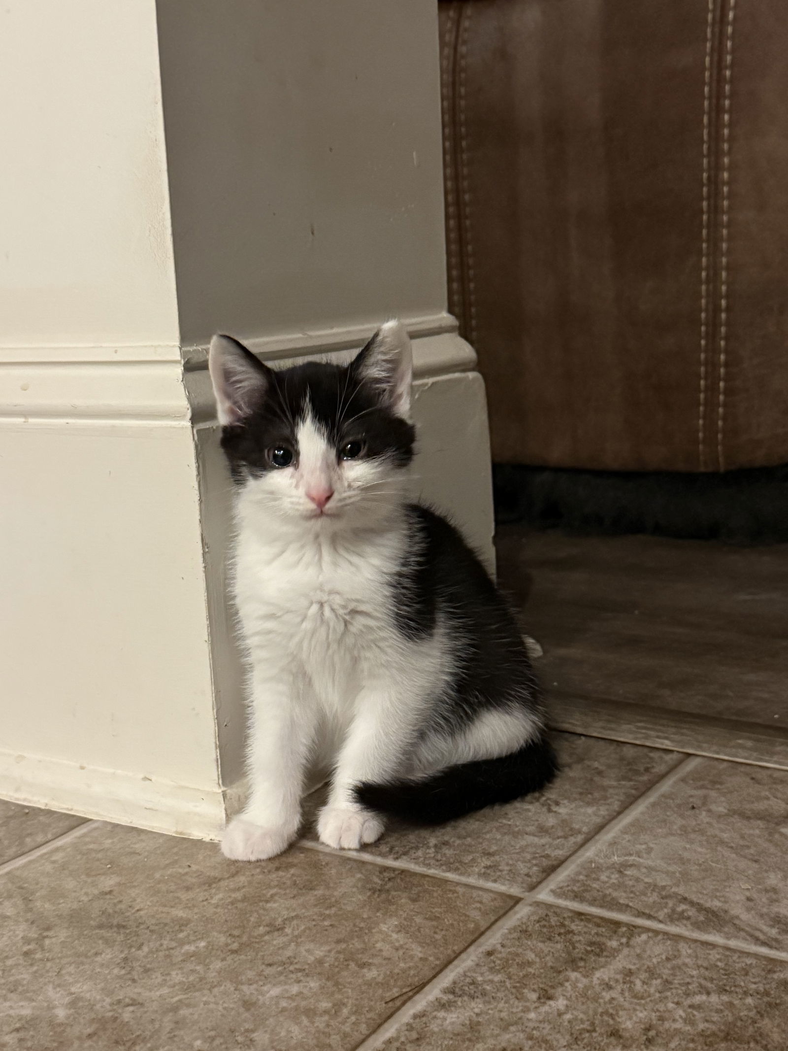 Purrducken