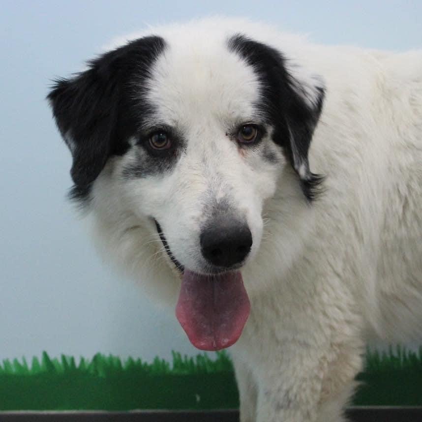 Shasta`, an adoptable Great Pyrenees in Dodge City, KS, 67801 | Photo Image 1