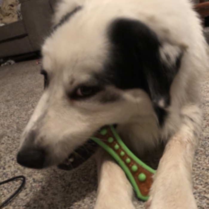 Shasta`, an adoptable Great Pyrenees in Dodge City, KS, 67801 | Photo Image 2