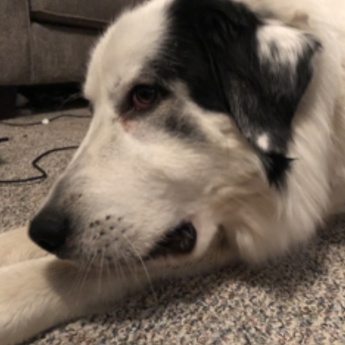 Shasta`, an adoptable Great Pyrenees in Dodge City, KS, 67801 | Photo Image 3