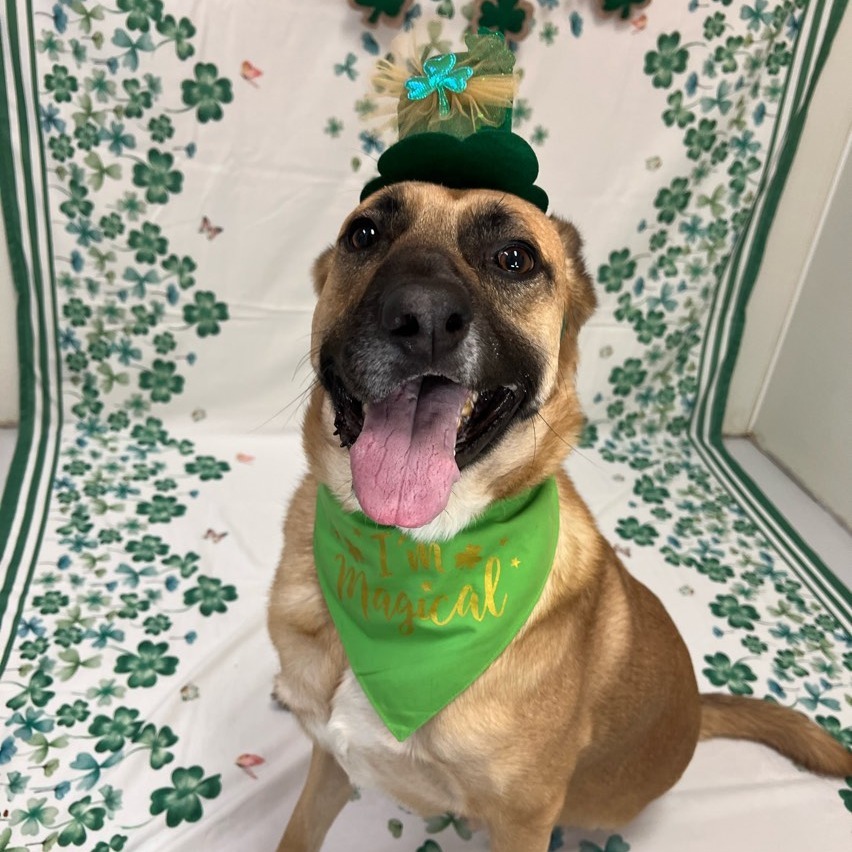 Yondu, an adoptable German Shepherd Dog in Conway, NH, 03818 | Photo Image 1