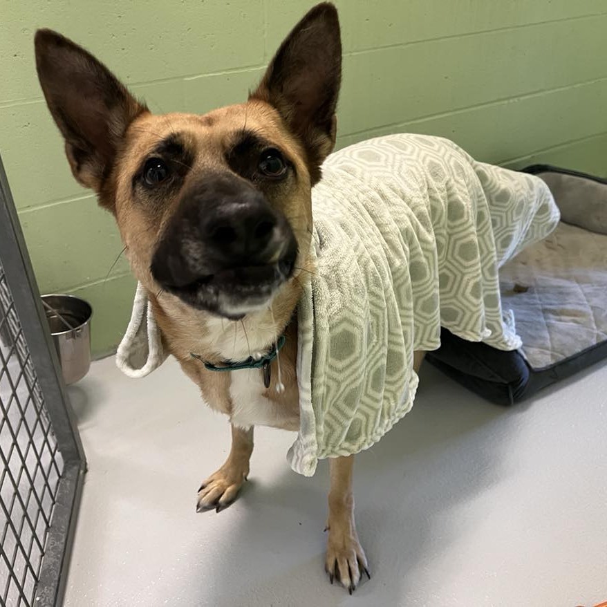 Yondu, an adoptable German Shepherd Dog in Conway, NH, 03818 | Photo Image 1