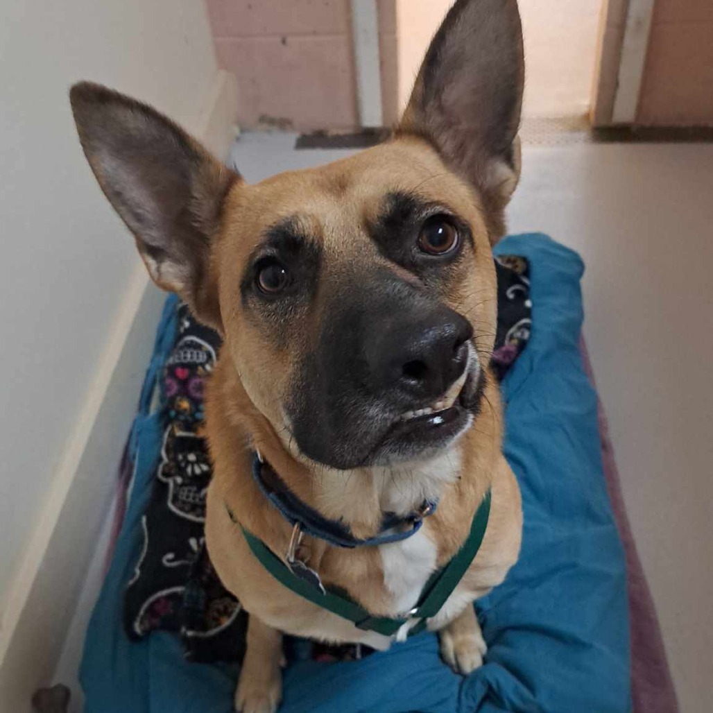 Yondu, an adoptable German Shepherd Dog in Conway, NH, 03818 | Photo Image 2