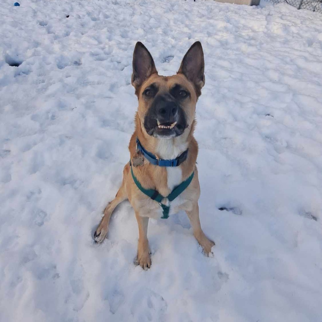 Yondu, an adoptable German Shepherd Dog in Conway, NH, 03818 | Photo Image 3
