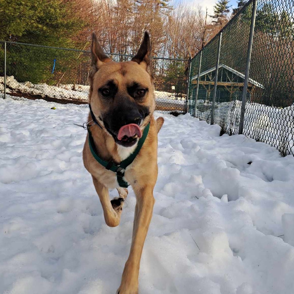 Yondu, an adoptable German Shepherd Dog in Conway, NH, 03818 | Photo Image 4