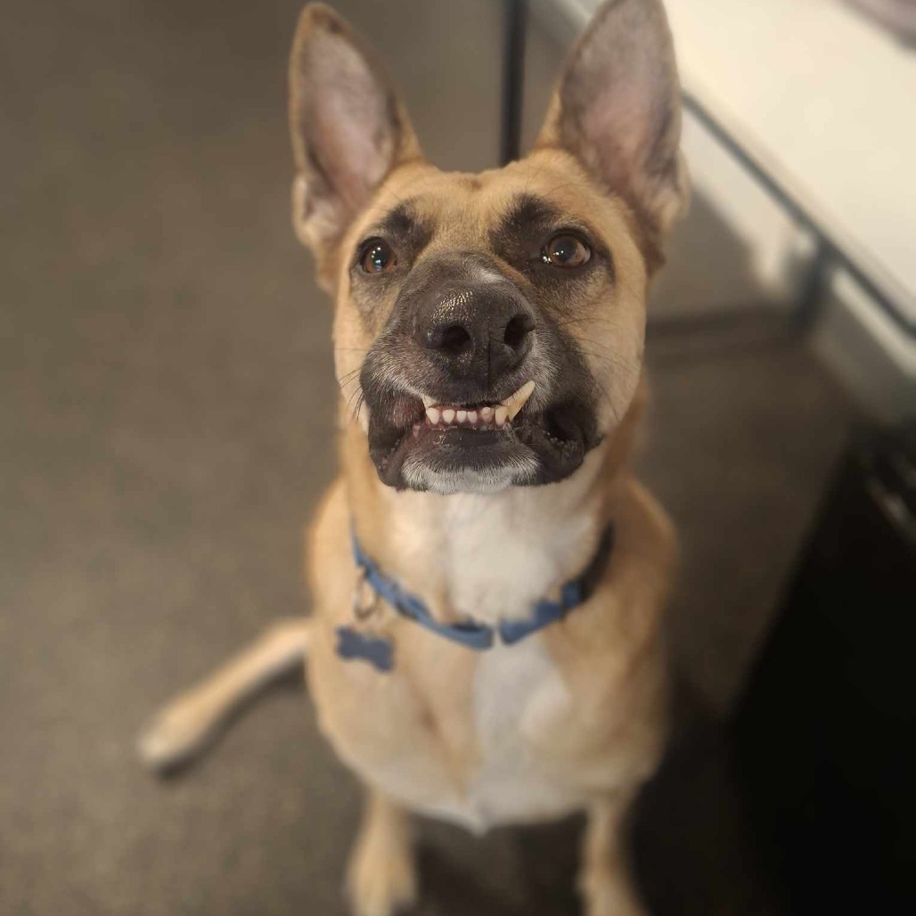 Yondu, an adoptable German Shepherd Dog in Conway, NH, 03818 | Photo Image 5