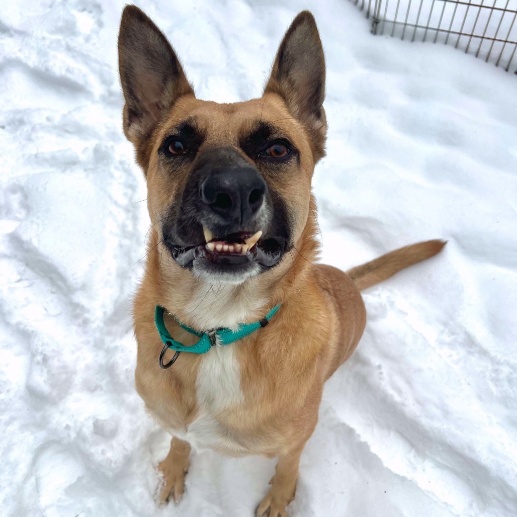 Yondu, an adoptable German Shepherd Dog in Conway, NH, 03818 | Photo Image 6