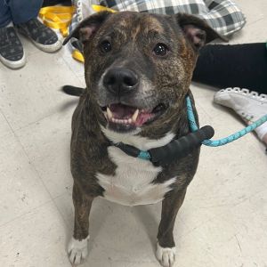 Ivar, Adult Male Mountain Cur