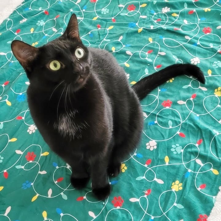 Anzu, an adoptable Domestic Short Hair in Las Vegas, NV, 89128 | Photo Image 1
