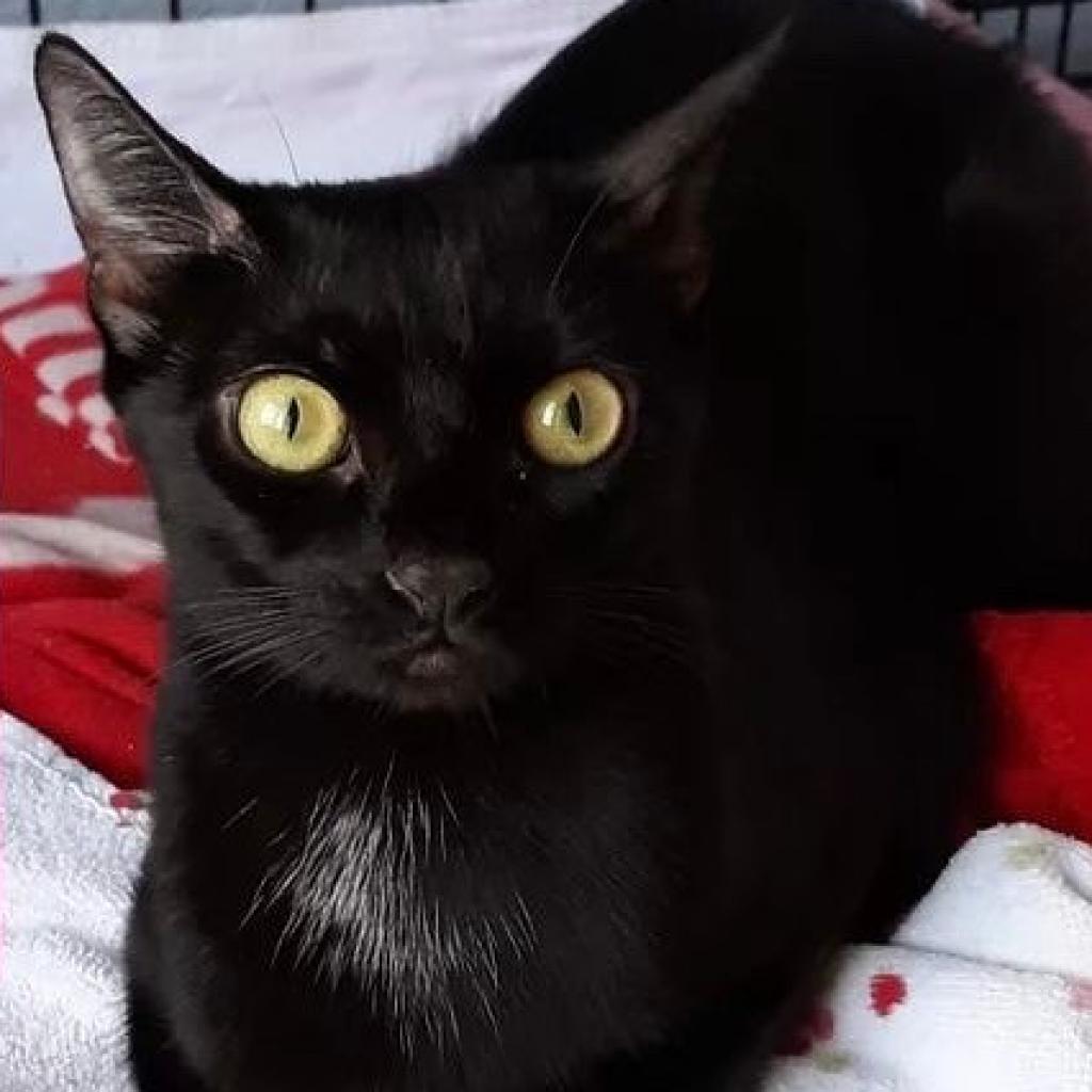Anzu, an adoptable Domestic Short Hair in Las Vegas, NV, 89128 | Photo Image 2
