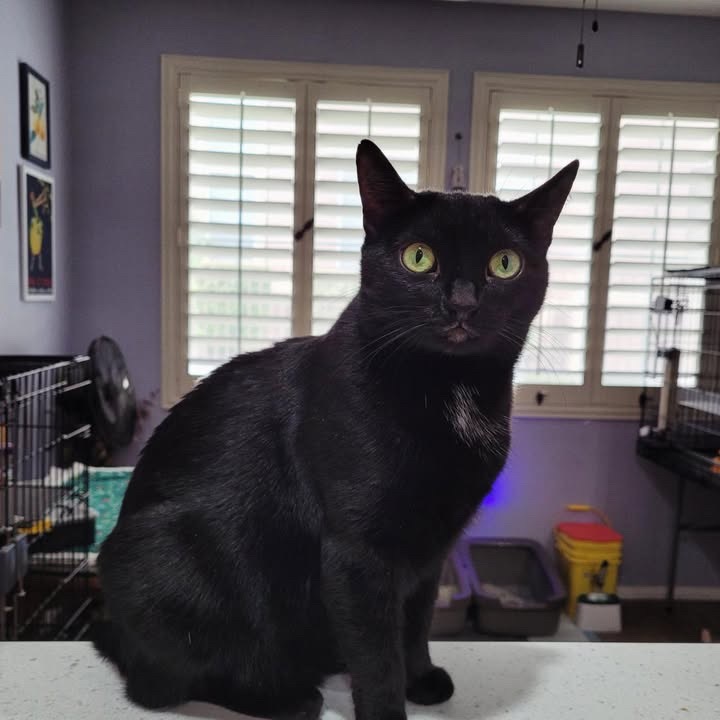 Anzu, an adoptable Domestic Short Hair in Las Vegas, NV, 89128 | Photo Image 4