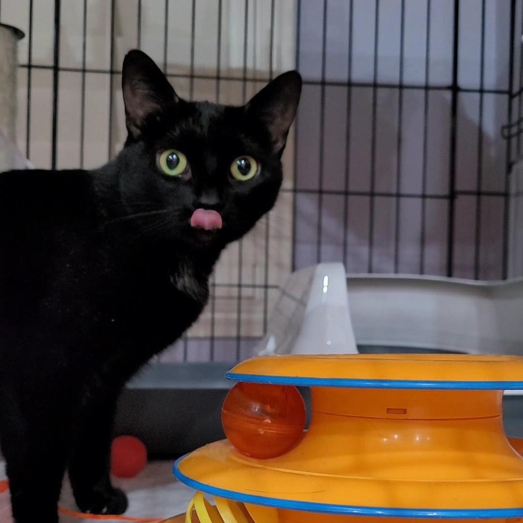 Anzu, an adoptable Domestic Short Hair in Las Vegas, NV, 89128 | Photo Image 5