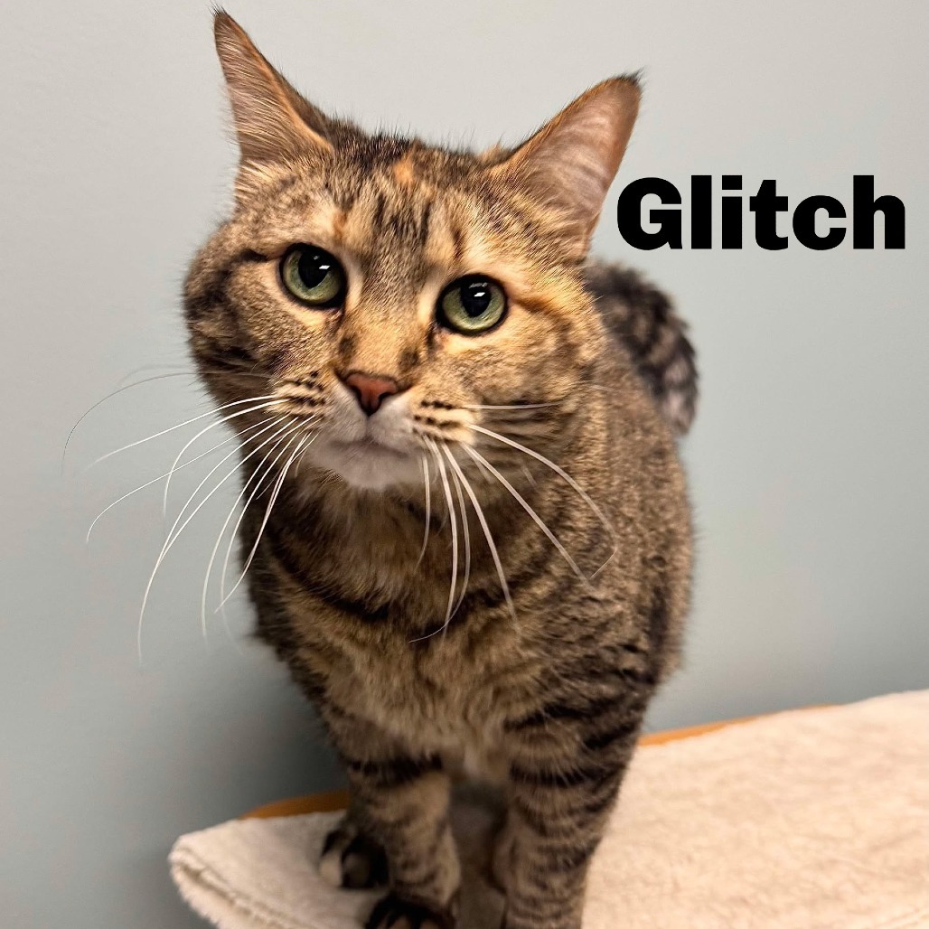 Glitch 240696, an adoptable Domestic Short Hair in Escanaba, MI, 49829 | Photo Image 1