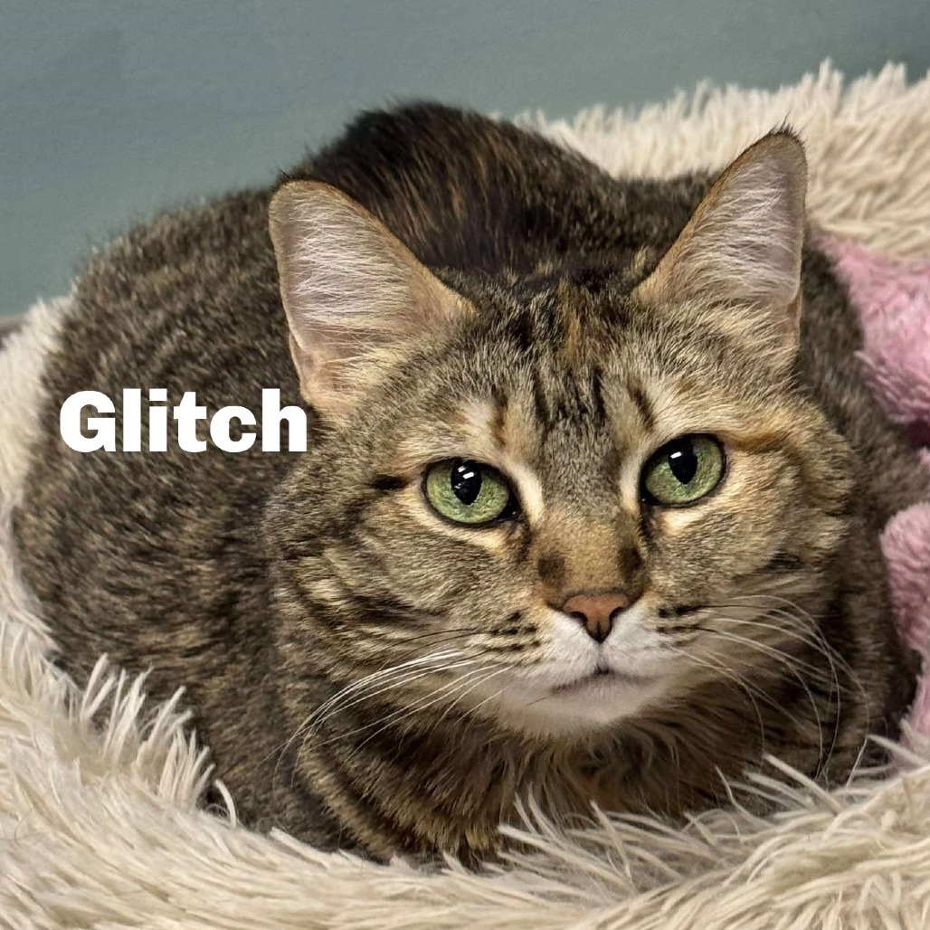 Glitch 240696, an adoptable Domestic Short Hair in Escanaba, MI, 49829 | Photo Image 1