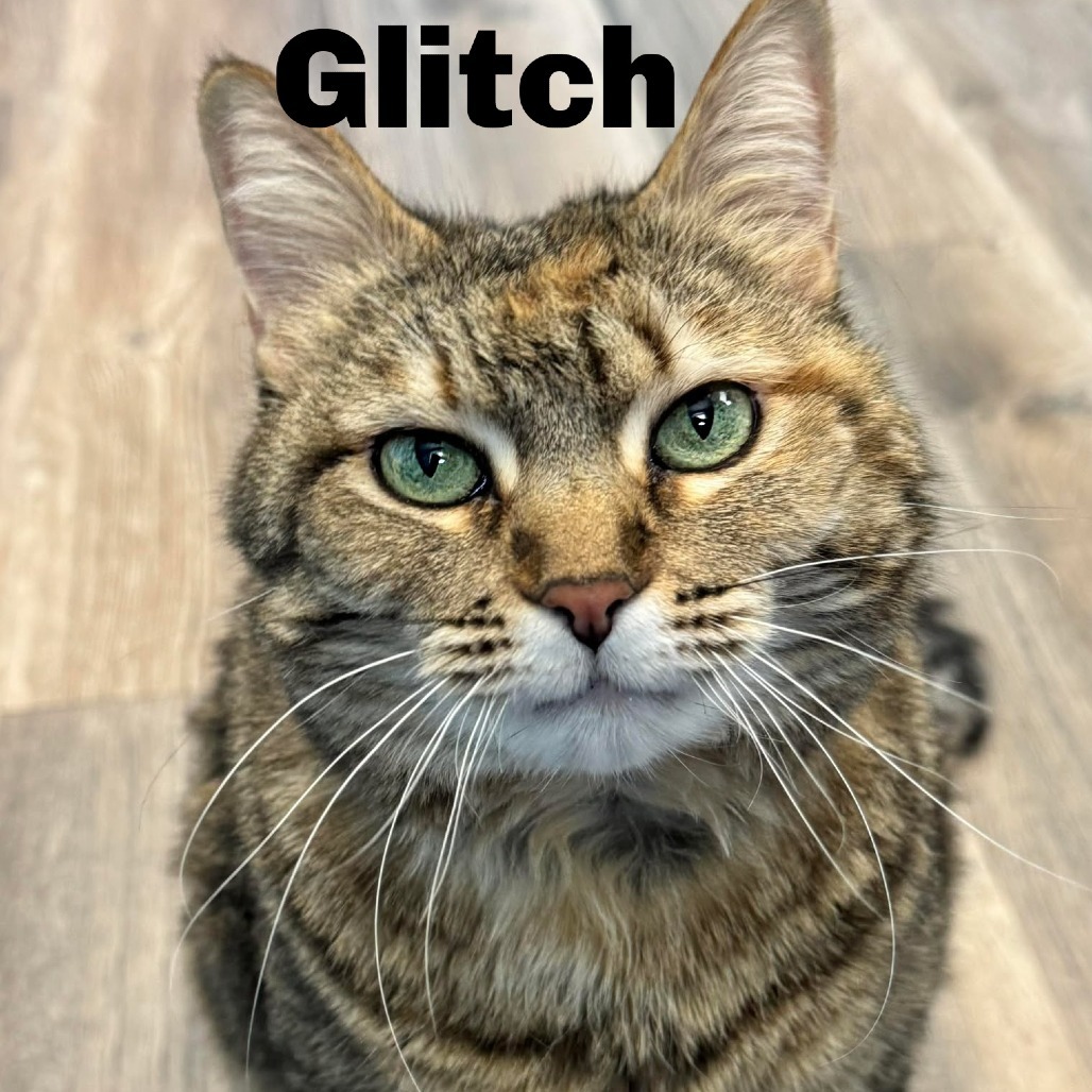Glitch 240696, an adoptable Domestic Short Hair in Escanaba, MI, 49829 | Photo Image 2