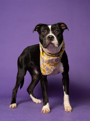 Hi Im Suzy a sweet 2-year-old girl weighing 44 pounds and Im learning to trust and open up to t