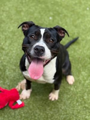 Meet Suzy - the ultimate ray of sunshine At just 2 years old Suzy is bursting with joy playfulnes