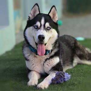 Elvis, Adult Male Siberian Husky