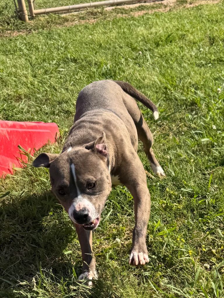 Fat Boy