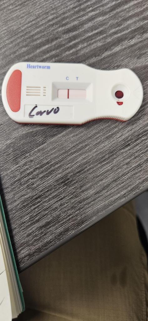Corvo