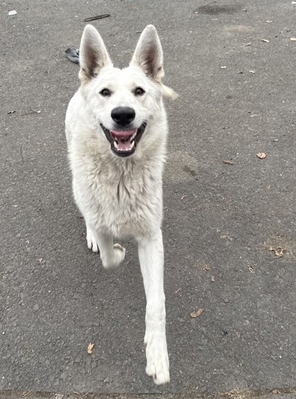 Bolt, an adoptable White German Shepherd, Mixed Breed in Pendleton, OR, 97801 | Photo Image 1
